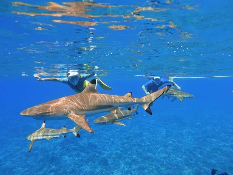 Moorea: Sea Scooter Snorkeling Tour - Final Thoughts