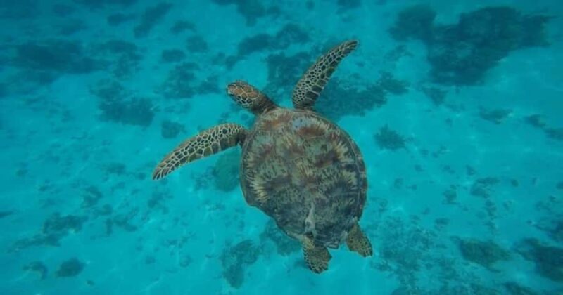 Moorea: Small Group Snorkeling Tour with local guide - Key Points