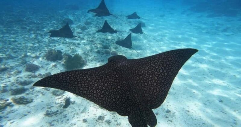 Moorea: Small Group Snorkeling Tour with local guide - An In-Depth Look at Moorea’s Snorkeling Adventure