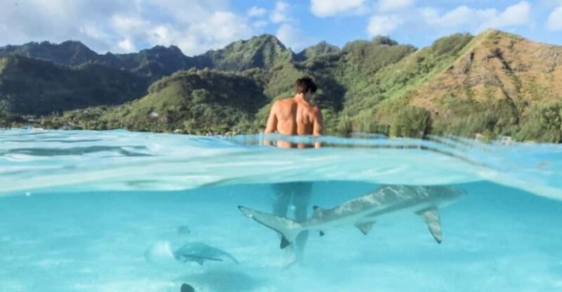 Moorea: Small Group Snorkeling Tour with local guide - FAQ