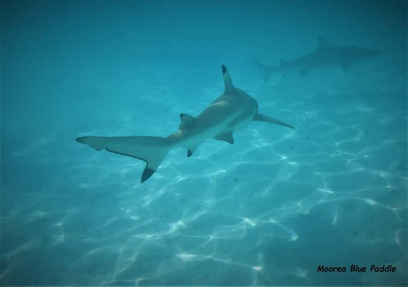 Moorea: Transparent Kayak Day Trip - Key Points