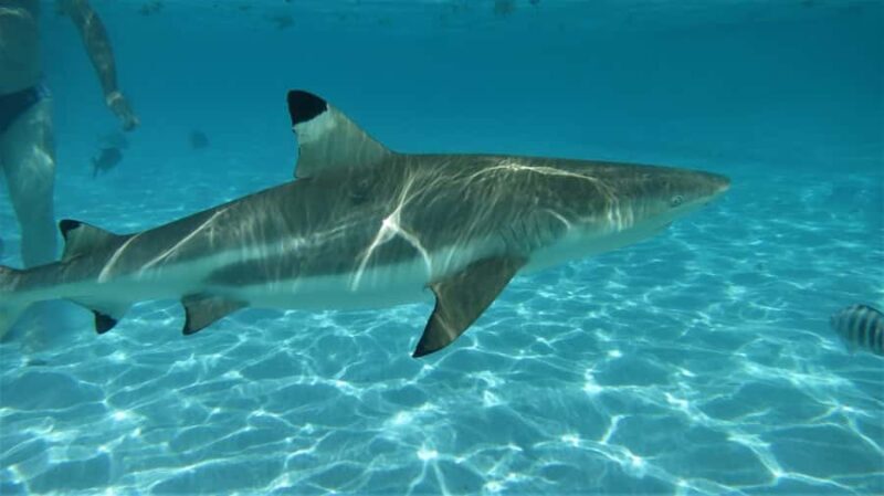 Moorea: Transparent Kayak Day Trip - An In-Depth Look at the Moorea Transparent Kayak Experience