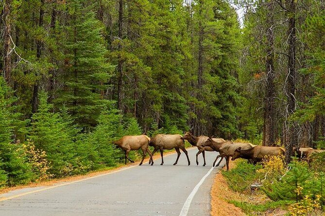 Moraine Lake, Lake Louise, Banff Highlights & Wildlife Expedition - FAQ