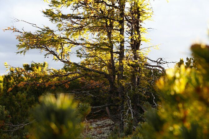 Moraine Lake: Larch Valley Hike, Departure from Banff - An In-Depth Look at the Tour