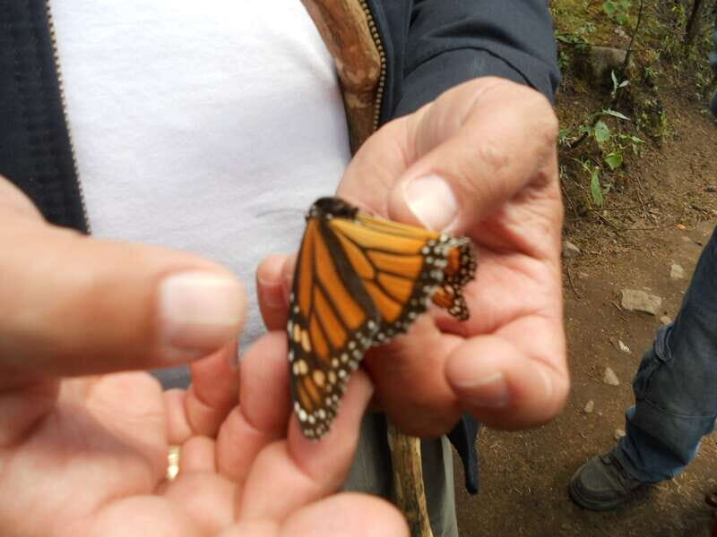 Morelia: Monarch Butterfly Tour - Key Points
