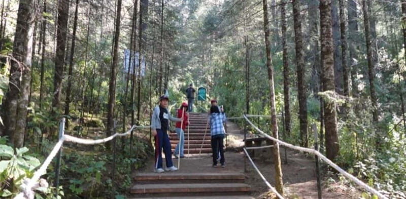 Morelia: Monarch Butterfly Tour - Introduction: Why This Tour Is Worth Your Time