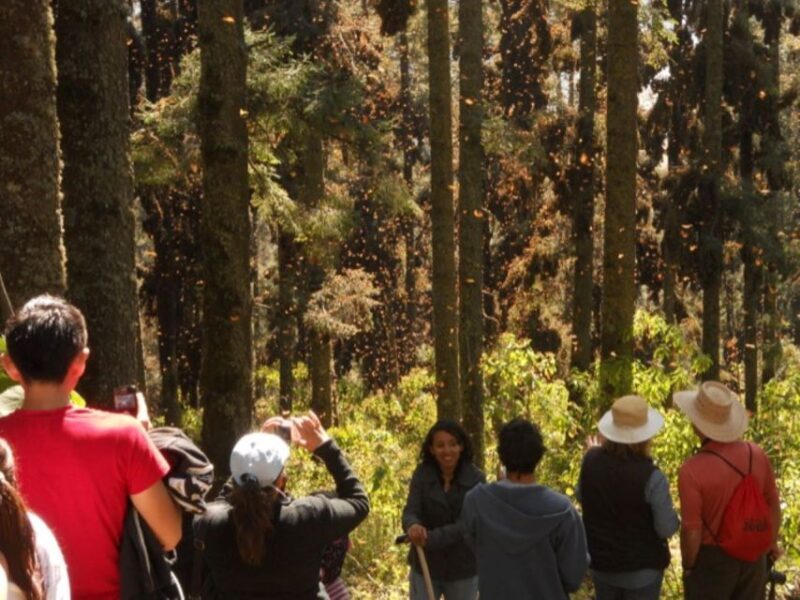Morelia: Monarch Butterfly Tour - The Authentic Experience: Why It Matters