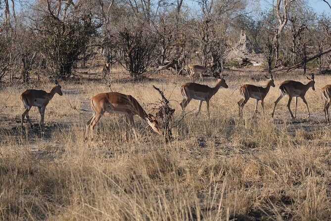 Moremi Day Trip (full day) - Introduction: What Makes the Moremi Day Trip Special?