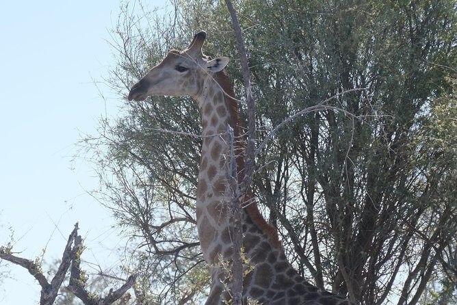 Moremi Day Trip (full day) - Authenticity and Conservation Focus