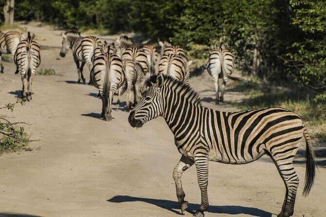 Moremi Full Day Trip From Maun - An In-Depth Review of the Moremi Full Day Trip