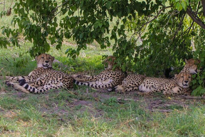 Moremi Full Day Trip From Maun - Practical Considerations