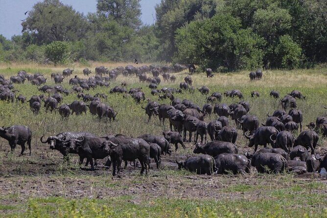 Moremi Full Day Trip From Maun - Who Will Love This Tour?