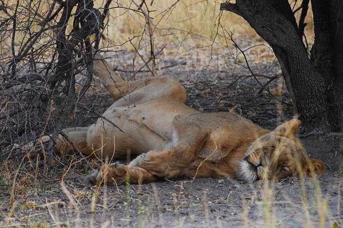 Moremi Game Reserve Day Trip - First Impressions and Practicalities