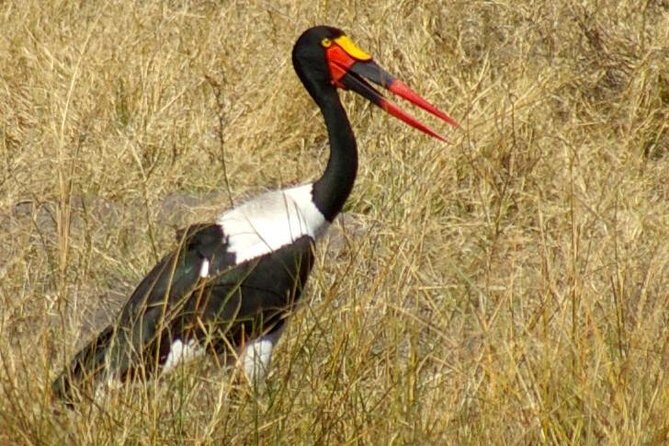 Moremi Game Reserve Day Trip - The Value of the Experience