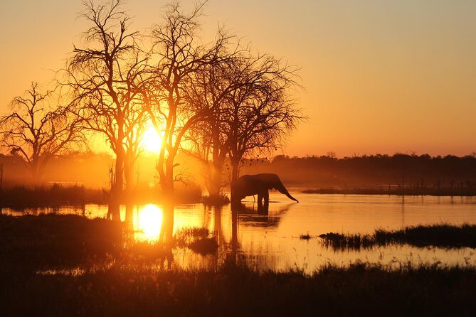 Moremi Game Reserve Day Trip - Practical Tips for Your Safari
