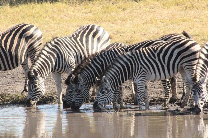 Moremi Game Reserve Day Trip - Is This Tour Right for You?