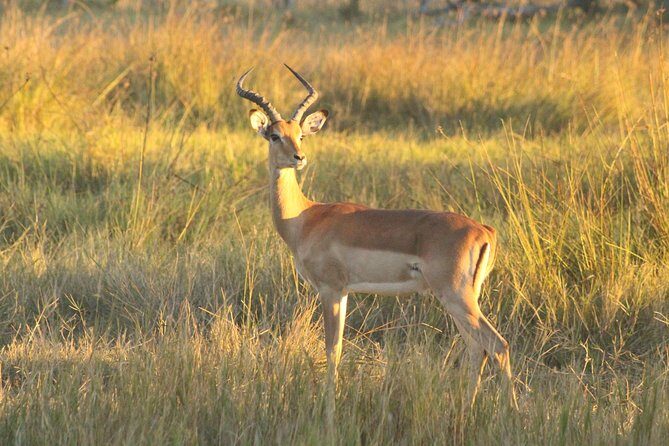 Moremi Game Reserve Day Trip - Final Thoughts
