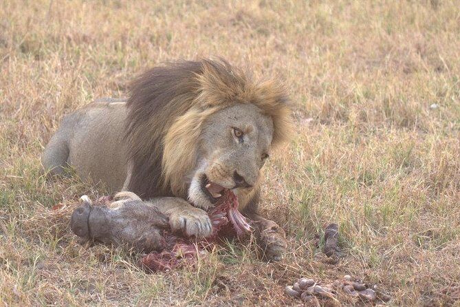 Moremi Game Reserve Day Trip - FAQ