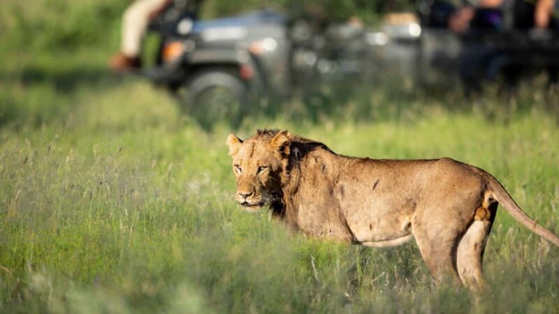 Moremi Game Reserve Delta Day Trip - Practical Details and What’s Included