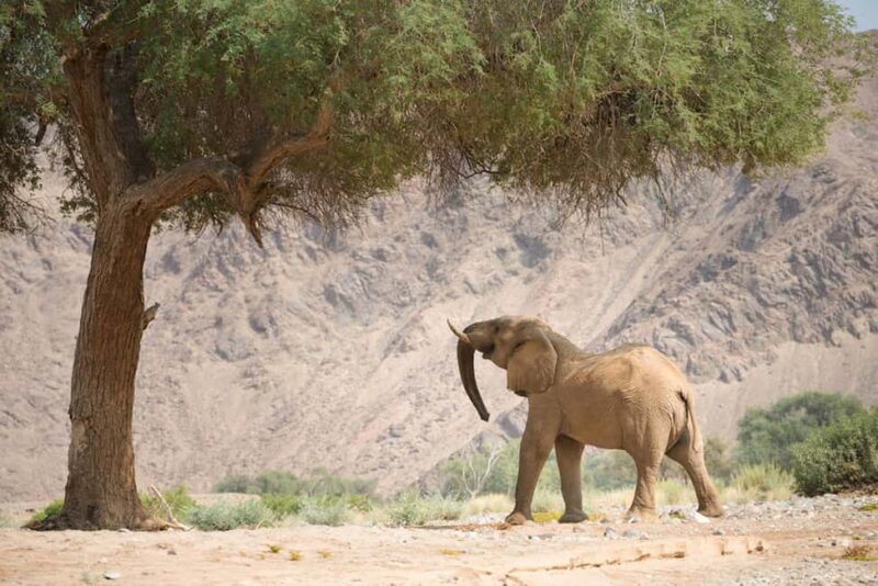 Moremi Game Reserve Delta Day Trip - Who Will Love This Tour?