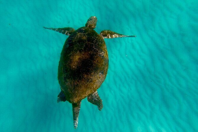 Moreton Island Day Trip (Kayak, Snorkel & Sandboard) frm Brisbane or Gold Coast - Returning and Reflection