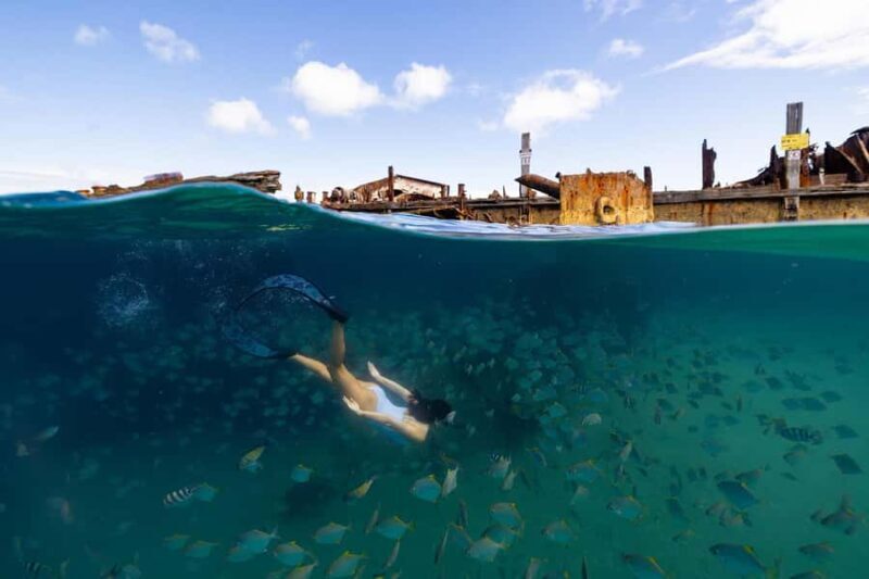 Moreton Island: Dolphin & Tangalooma Wrecks Snorkel Cruise - Authentic Experiences from Guest Reviews