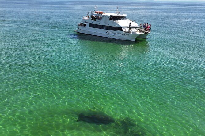 Moreton Island Eco Marine Safari Cruise and Snorkel - Analyzing the Value: Is It Worth the Price?