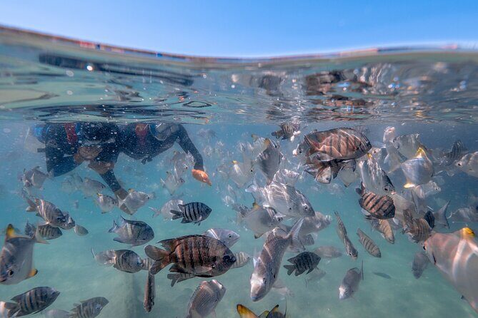Moreton Island Eco Marine Safari Cruise and Snorkel - Who Should Consider This Tour?