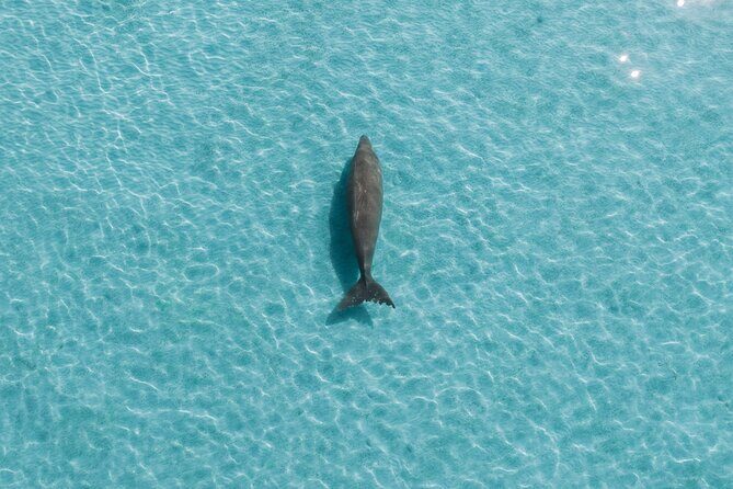 Moreton Island Eco Marine Safari Cruise and Snorkel - Final Thoughts