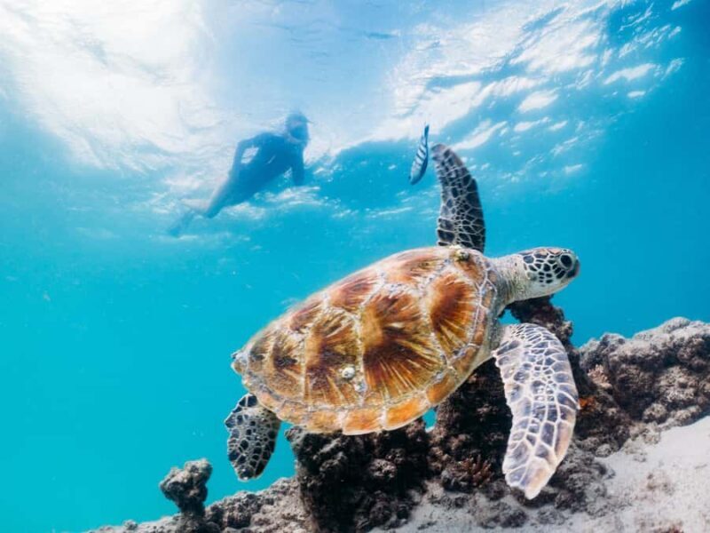 Moreton Island: Marine Discovery Cruise & Dolphin Viewing - Who Would Love This Tour?