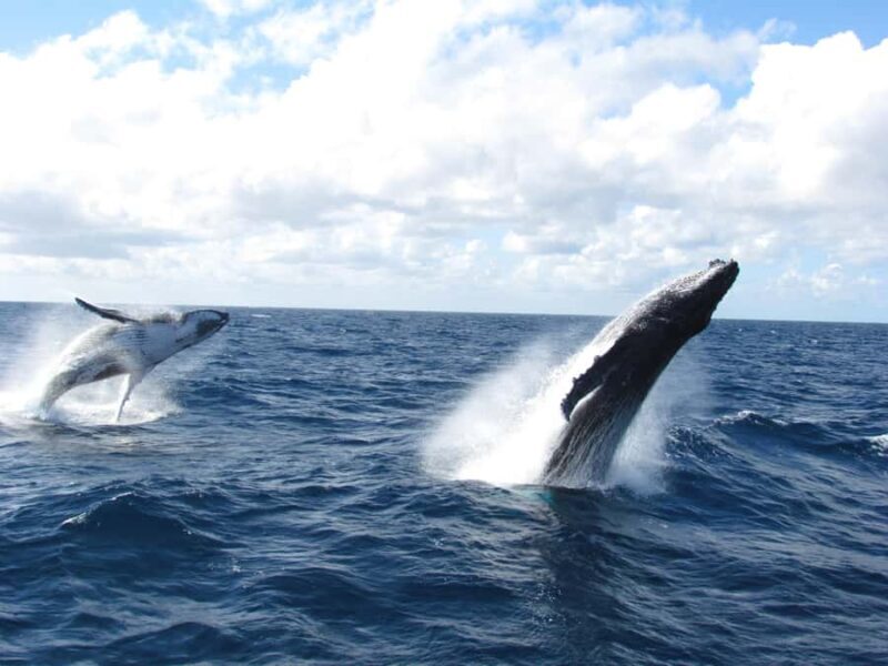 Moreton Island: Tangalooma Day Trip & Whale Watching Cruise - Practical Tips for Travelers