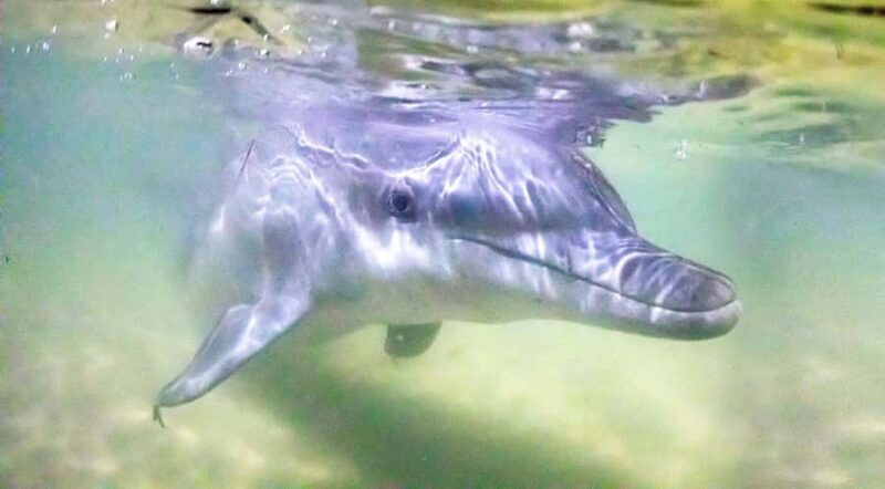 Moreton Island: Tangalooma Desert Safari and Dolphin Feeding - Getting There and What to Expect