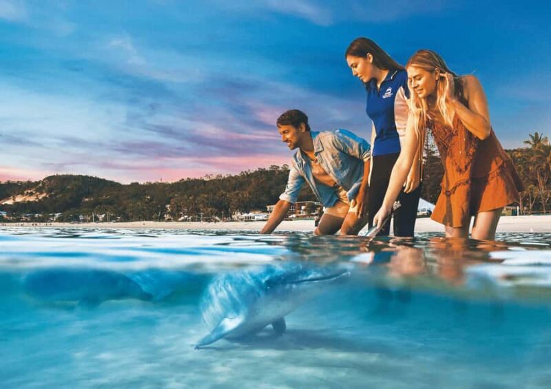 Moreton Island: Tangalooma Snorkeling Tour & Dolphin Feeding - The Experience from a Travelers Perspective: Authentic Insights