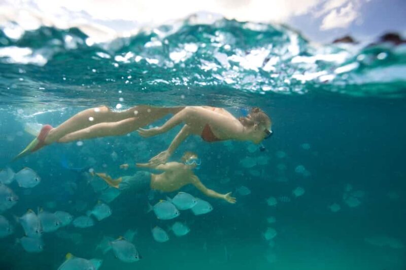 Moreton Island: Tangalooma Snorkeling Tour & Dolphin Feeding - The Sum Up: Who Is This Experience Best For?
