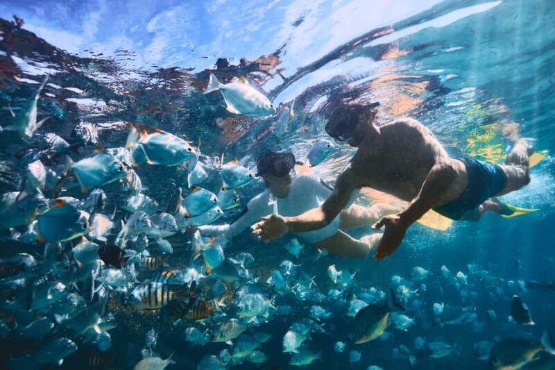 Moreton Island: Tangalooma Snorkeling Tour & Dolphin Feeding - FAQ