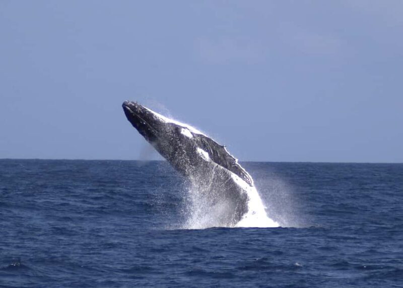 Moreton Island: Tangalooma Whale Watching & Dolphin Feeding - The Journey Begins: From Brisbane to Moreton Island