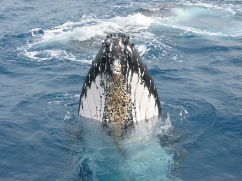 Moreton Island: Tangalooma Whale Watching & Dolphin Feeding - Wildlife Encounters: Dolphins and More