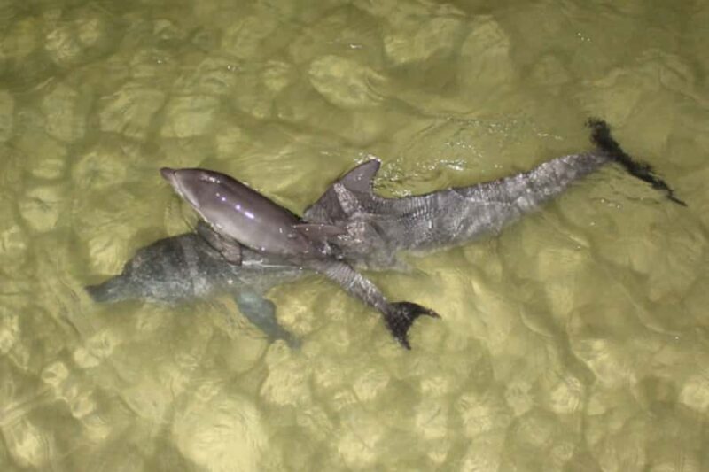 Moreton Island: Tangalooma Whale Watching & Dolphin Feeding - The Sum Up: Who Will Love This Tour?