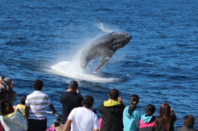 Moreton Island: Tangalooma Whale Watching & Dolphin Viewing - Who is this tour for?