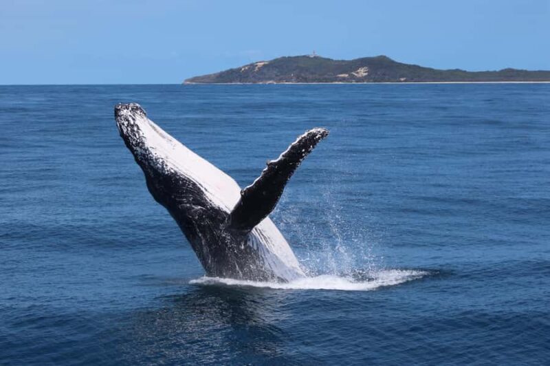 Moreton Island: Tangalooma Whale Watching & Dolphin Viewing - Key Points