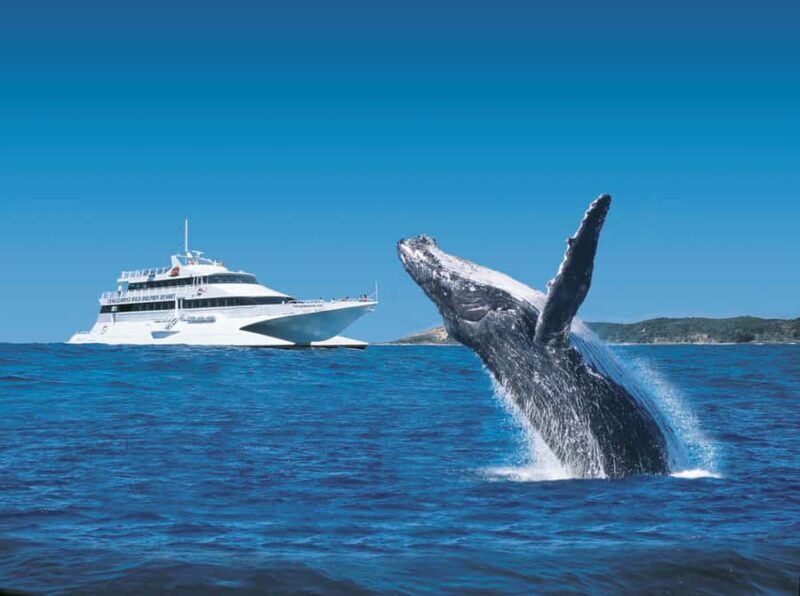 Moreton Island: Tangalooma Whale Watching & Dolphin Viewing - Practical Details and Tips