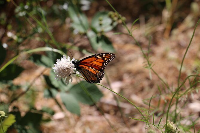 Morialta Wilderness and Wildlife Hike - Analyzing the Cost and Value