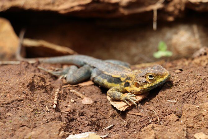 Morialta Wilderness and Wildlife Hike - FAQ