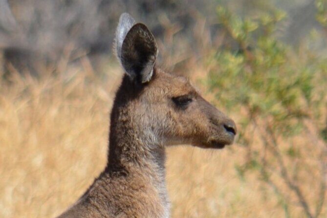 Morning Cruise on the Murchison River in Kalbarri (April to Nov) - Practical Tips for Visitors