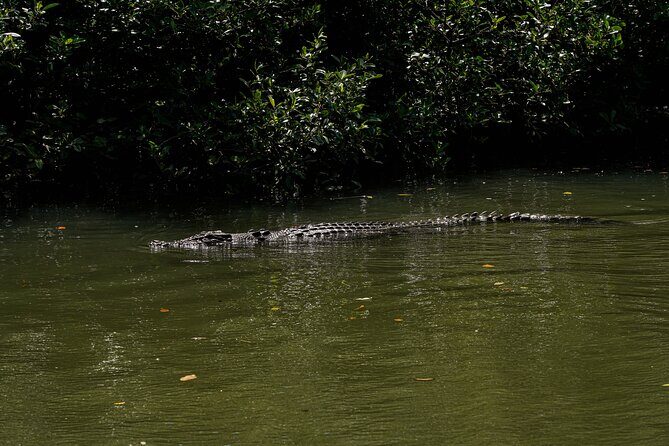 Morning Daintree Tour with River Cruise from Port Douglas - Final Thoughts: Who Should Consider This Tour?