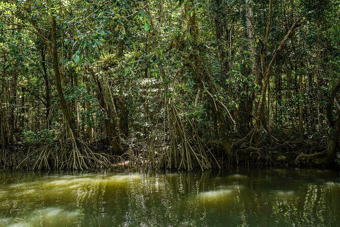 Morning Daintree Tour with River Cruise from Port Douglas - FAQs