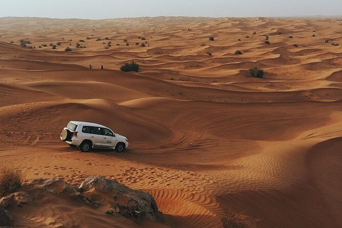 Morning Desert Safari - An In-Depth Look at the Experience