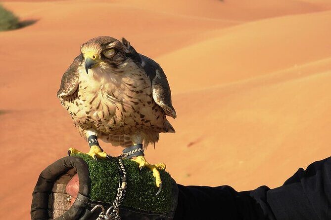 Morning Desert Safari - FAQ