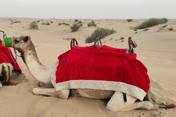 Morning Desert Safari in Dubai Private vehicle - What’s Included and How It Feels