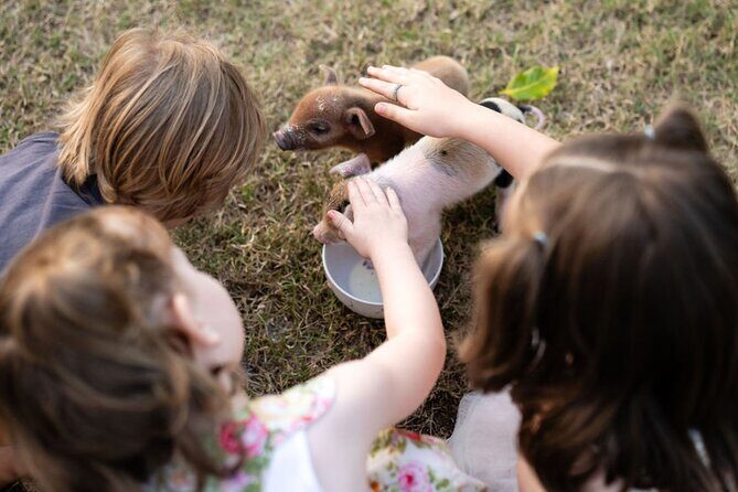 Morning Farm Experience near Gympie & Noosa - What Makes This Farm Experience Unique